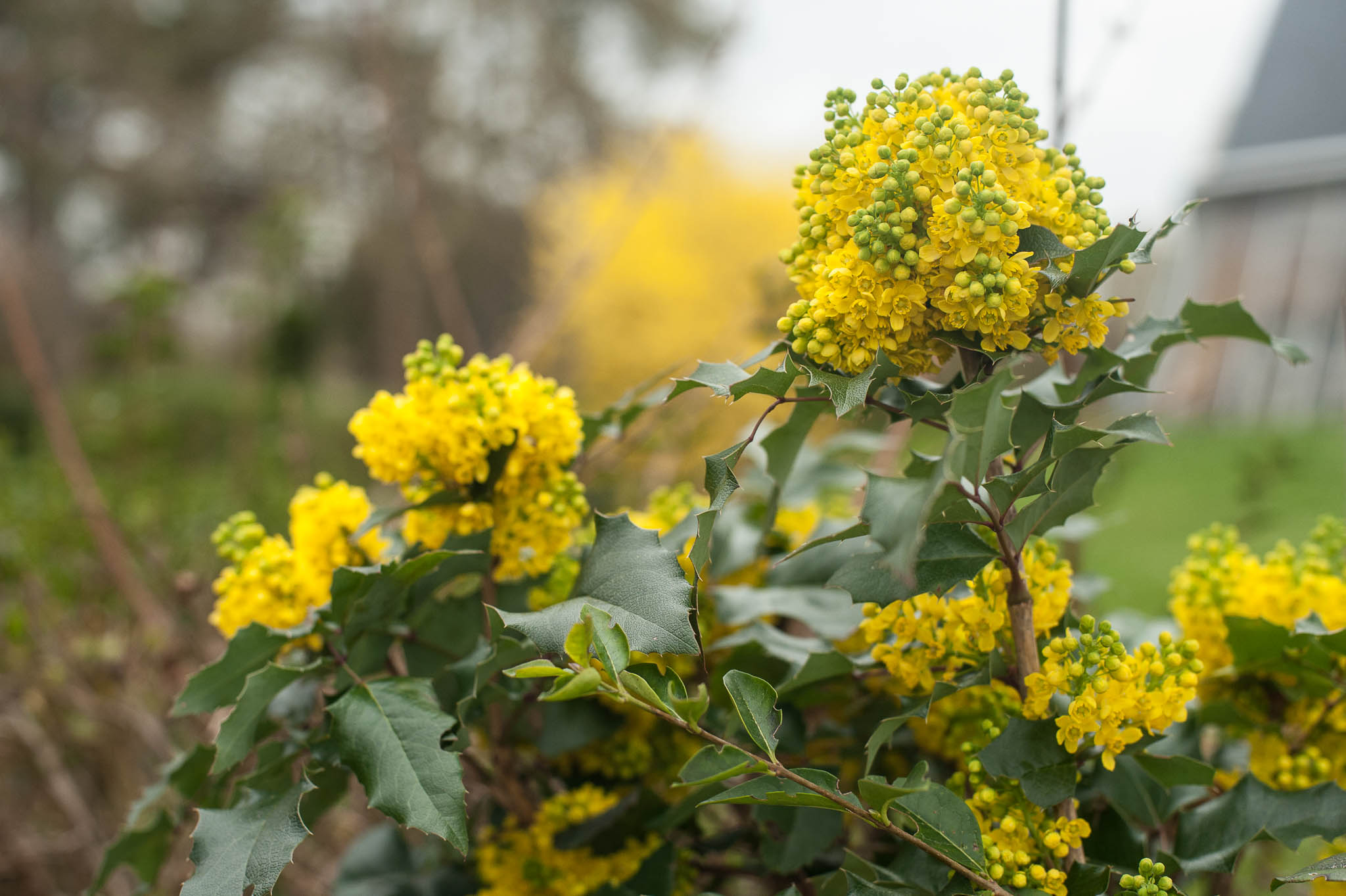mahonia 1